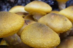honey-fungus-ant.jpg